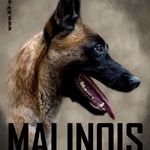 Sticker Malinois 15x11,5cm